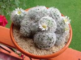 feathercactus