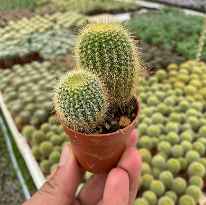 kaktusown